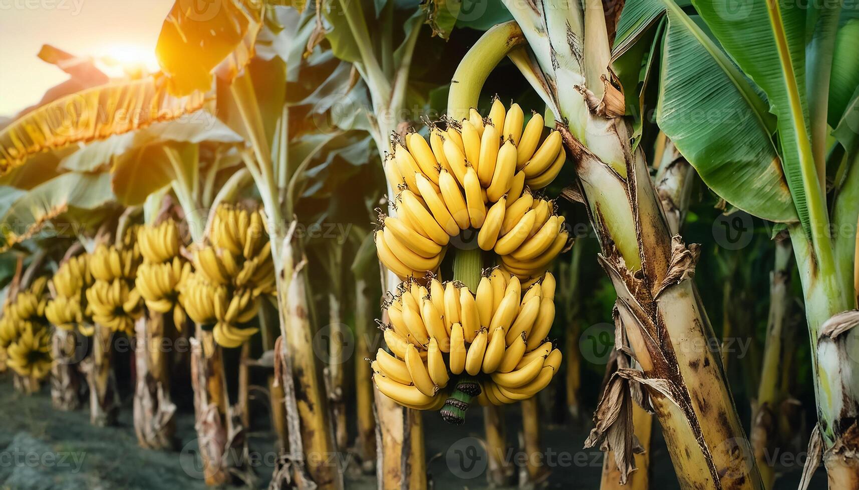 Ripe, yellowing bananas are hung in bunches in banana plantations. photo