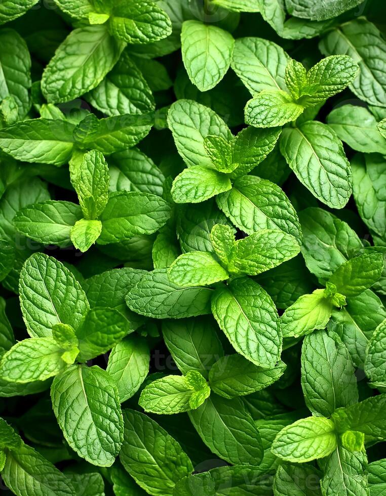 Mint leaves background. Green Peppermint leaves Pattern layout design Top of view. photo