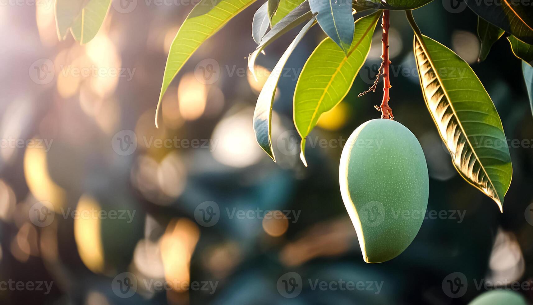 Sweet green mango fruit still hanging on the tree photo