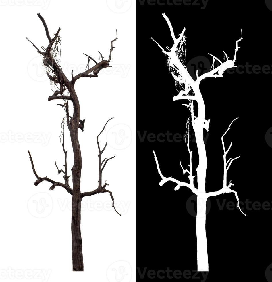 Dead tree isolated on white background with clipping path and alpha channel on black background. photo