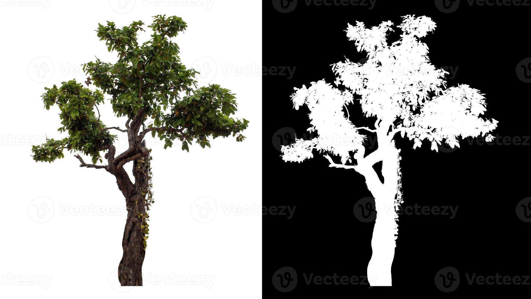 Single green tree isolated on white background with clipping path and alpha channel on black background. photo