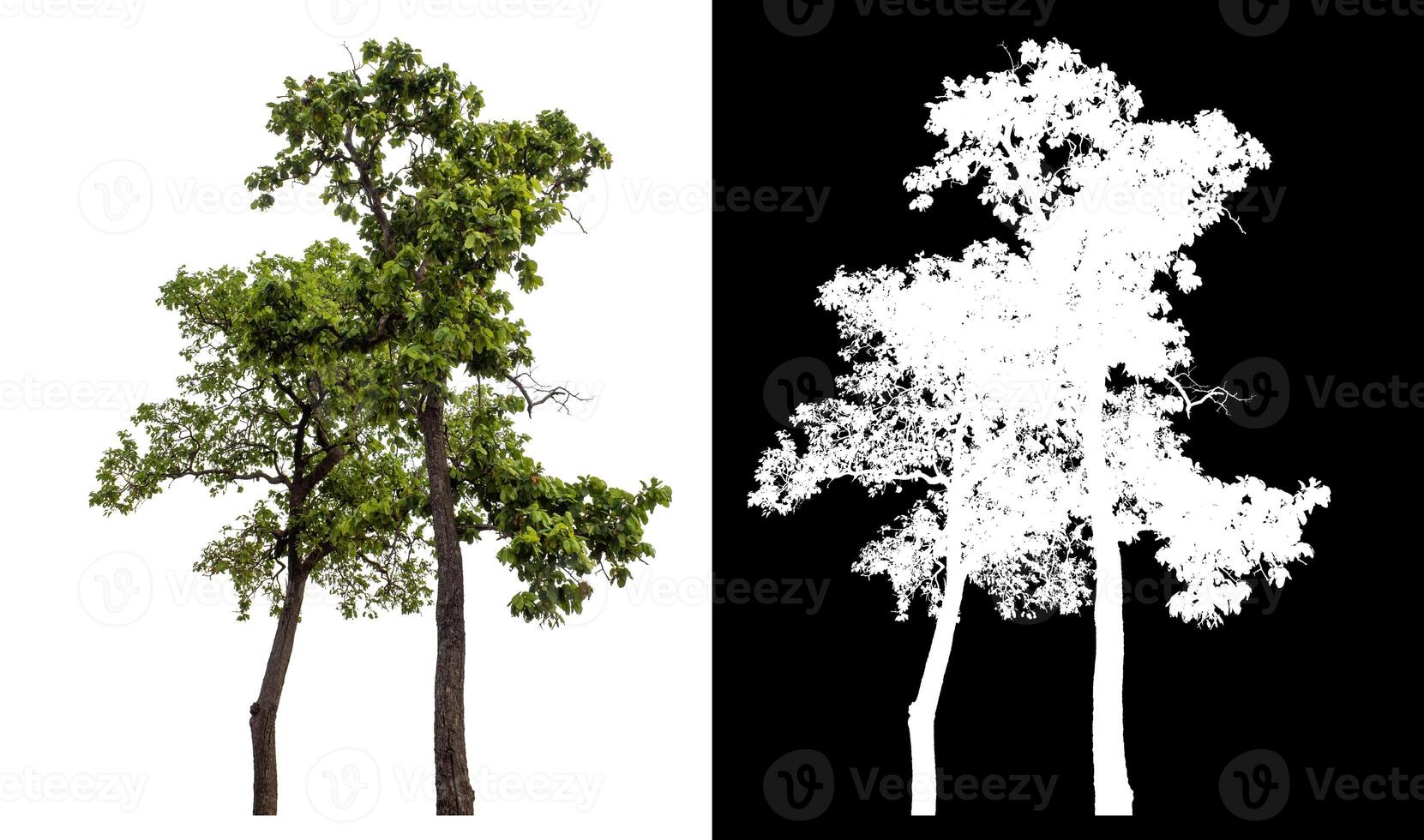 Single green tree isolated on white background with clipping path and alpha channel on black background. photo