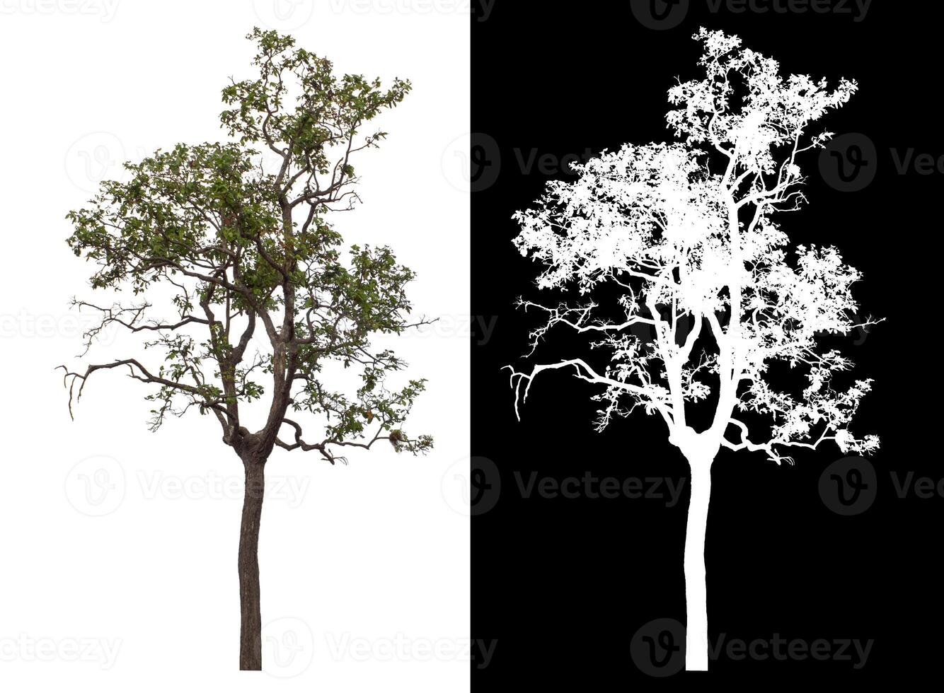Single tree isolated on white background with clipping path and alpha channel on black background. photo
