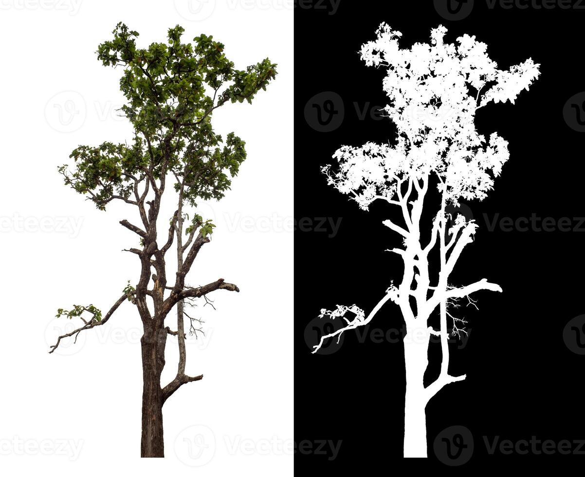 Single green tree isolated on white background with clipping path and alpha channel on black background. photo