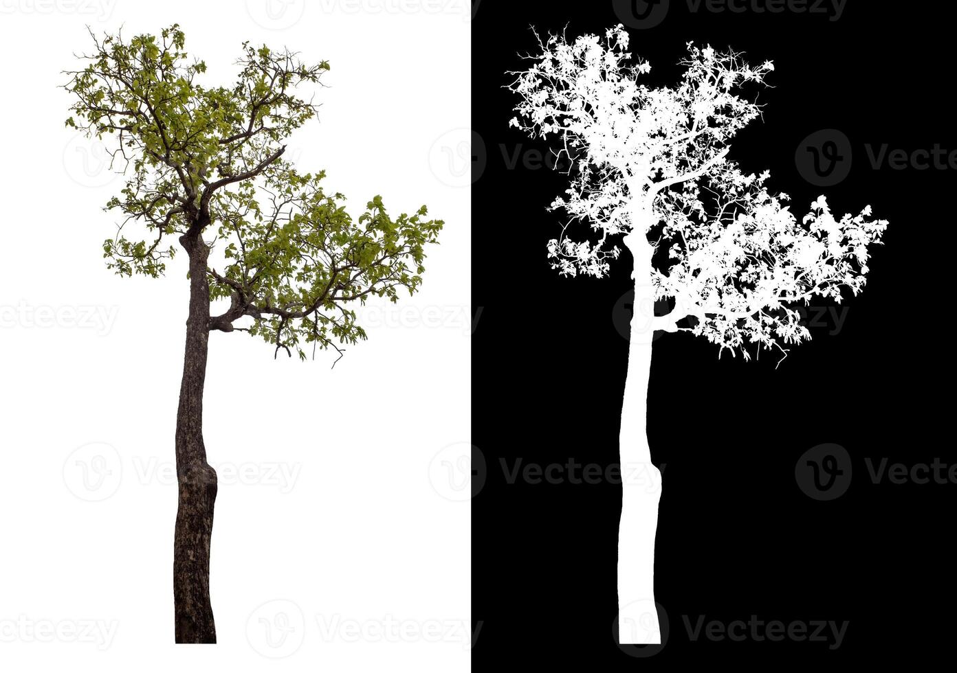 Single green tree isolated on white background with clipping path and alpha channel on black background. photo