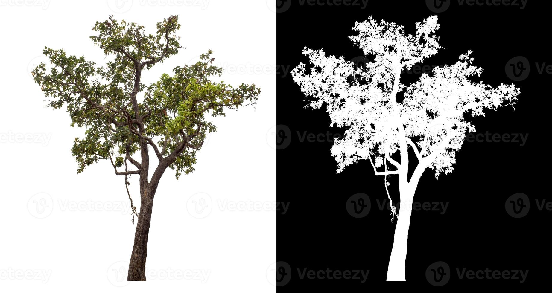 Single tree isolated on white background with clipping path and alpha channel on black background. photo