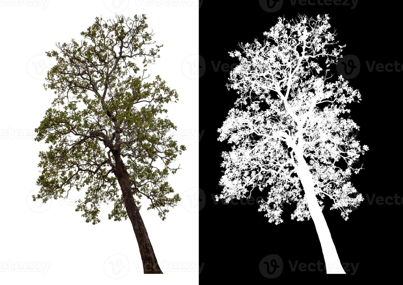 Single tree isolated on white background with clipping path and alpha channel on black background. photo