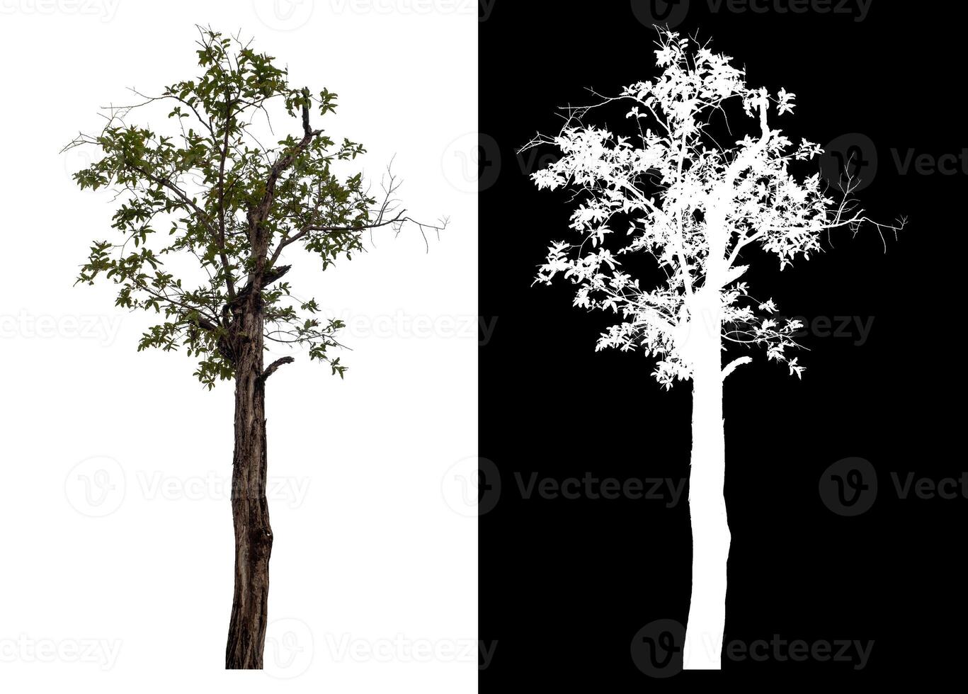 Single tree isolated on white background with clipping path and alpha channel on black background. photo