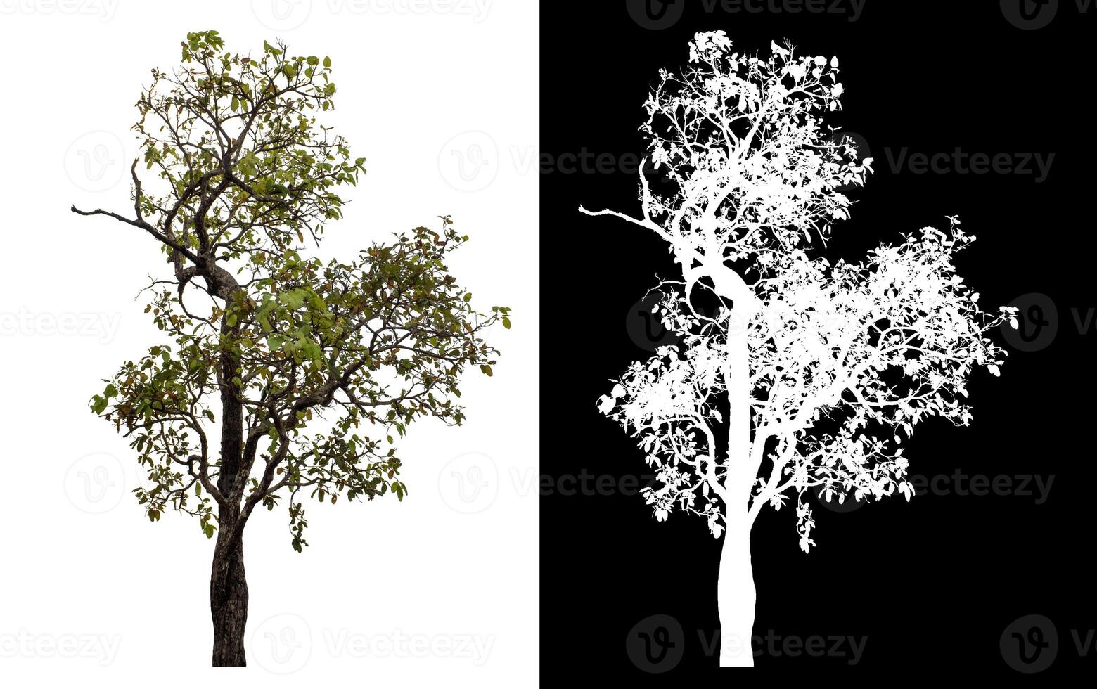 Single tree isolated on white background with clipping path and alpha channel on black background. photo