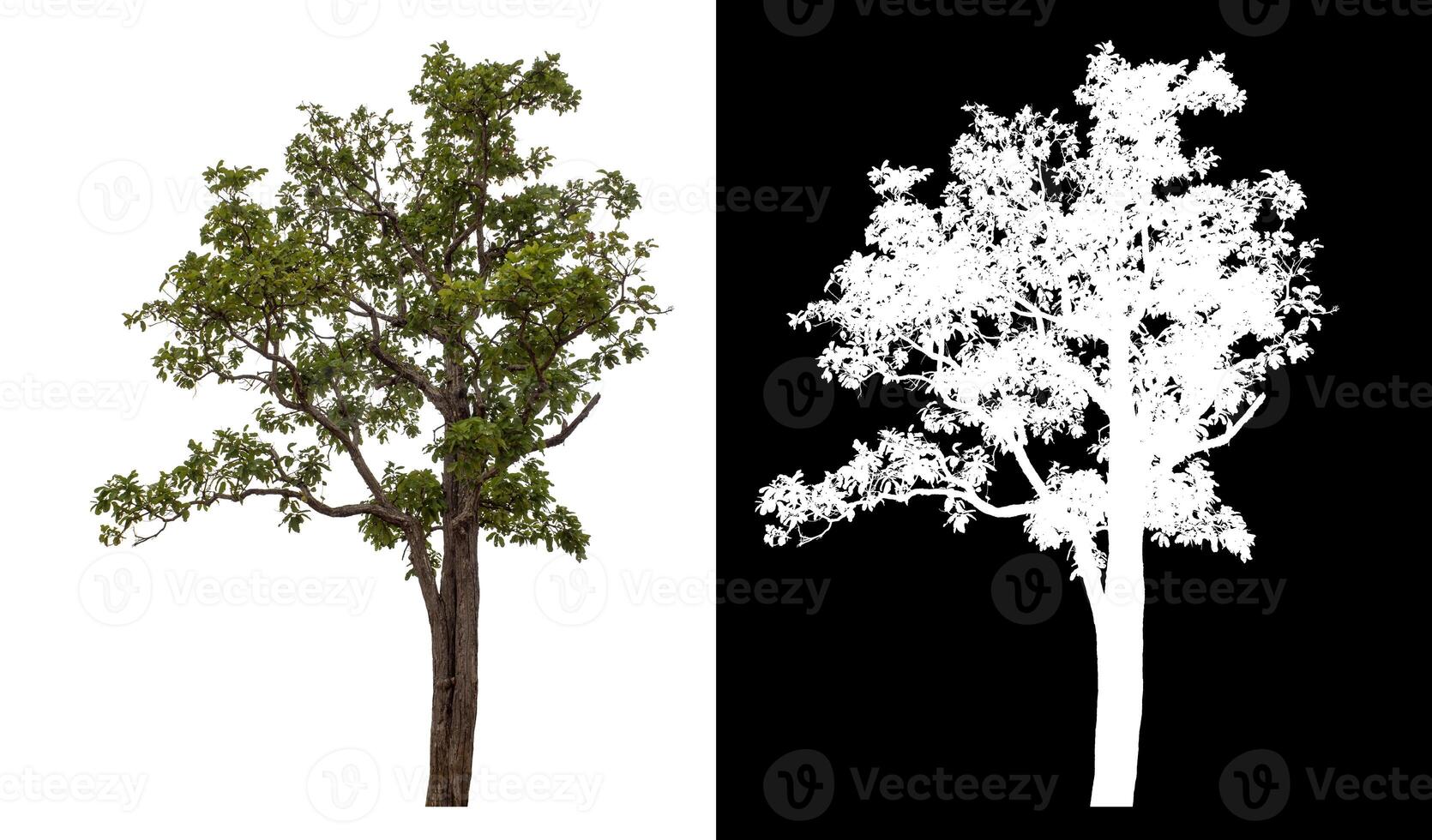 Single green tree isolated on white background with clipping path and alpha channel on black background. photo