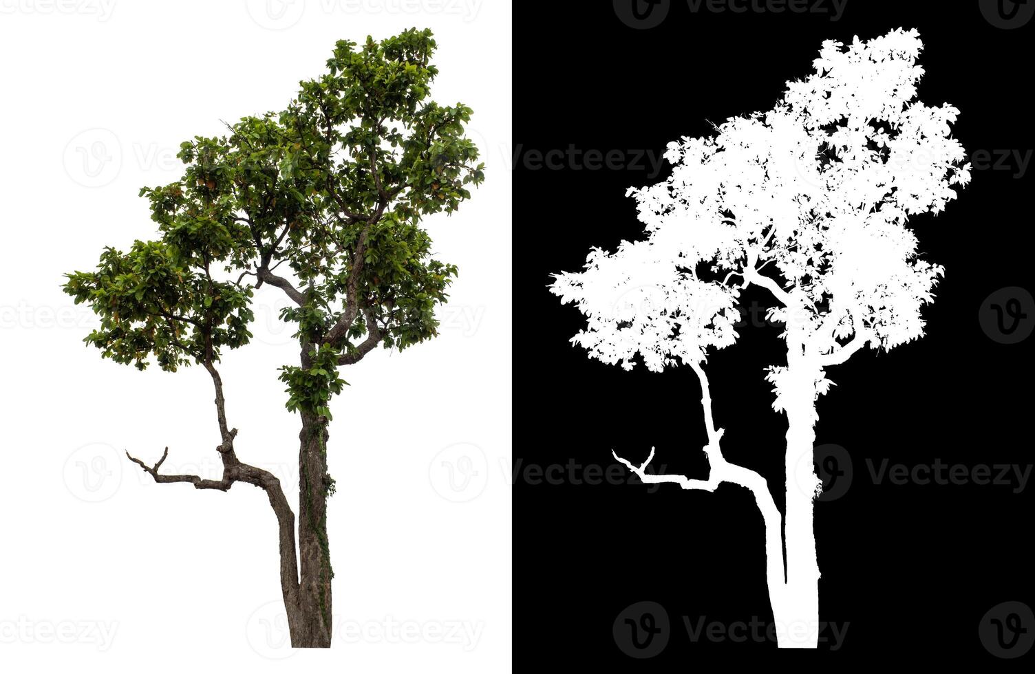 Single green tree isolated on white background with clipping path and alpha channel on black background. photo