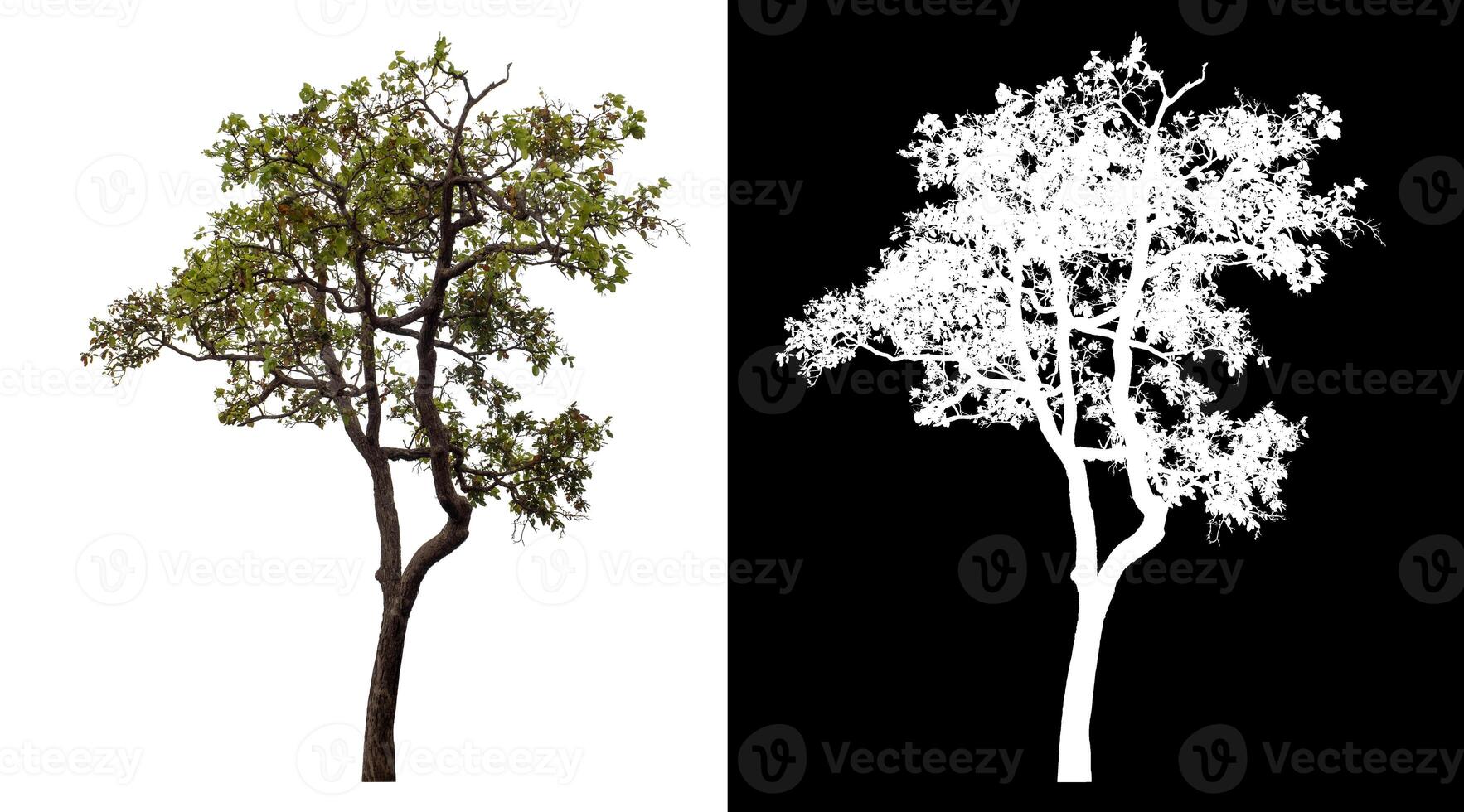 Single tree isolated on white background with clipping path and alpha channel on black background. photo