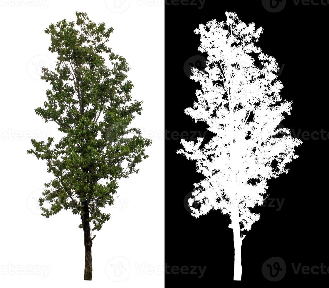 Single green tree isolated on white background with clipping path and alpha channel on black background. photo