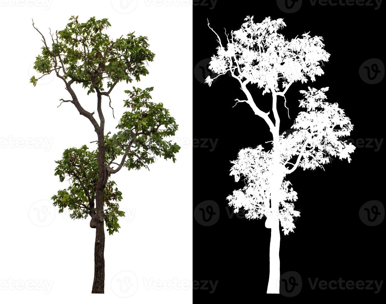 Single green tree isolated on white background with clipping path and alpha channel on black background. photo
