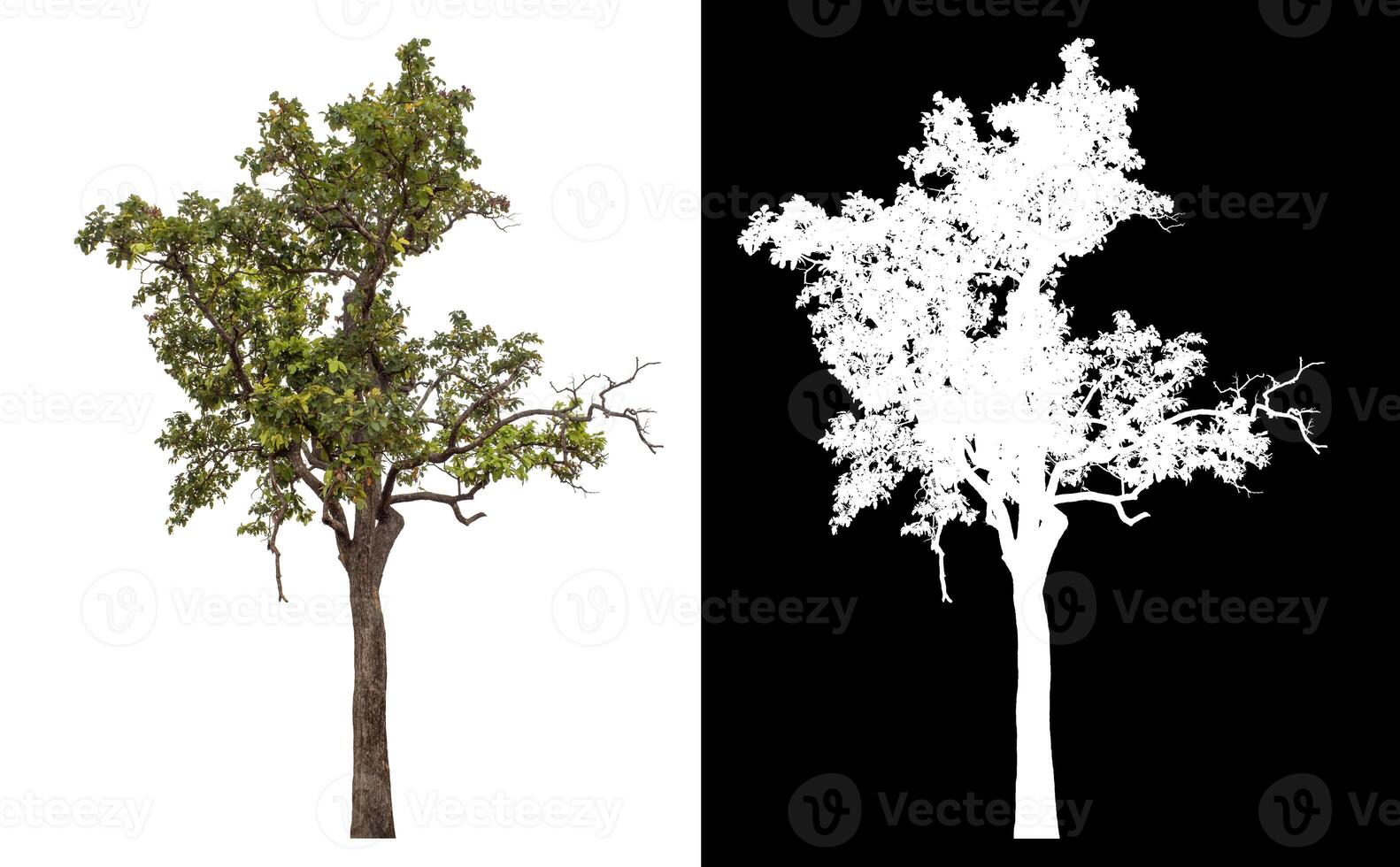 Single green tree isolated on white background with clipping path and alpha channel on black background. photo