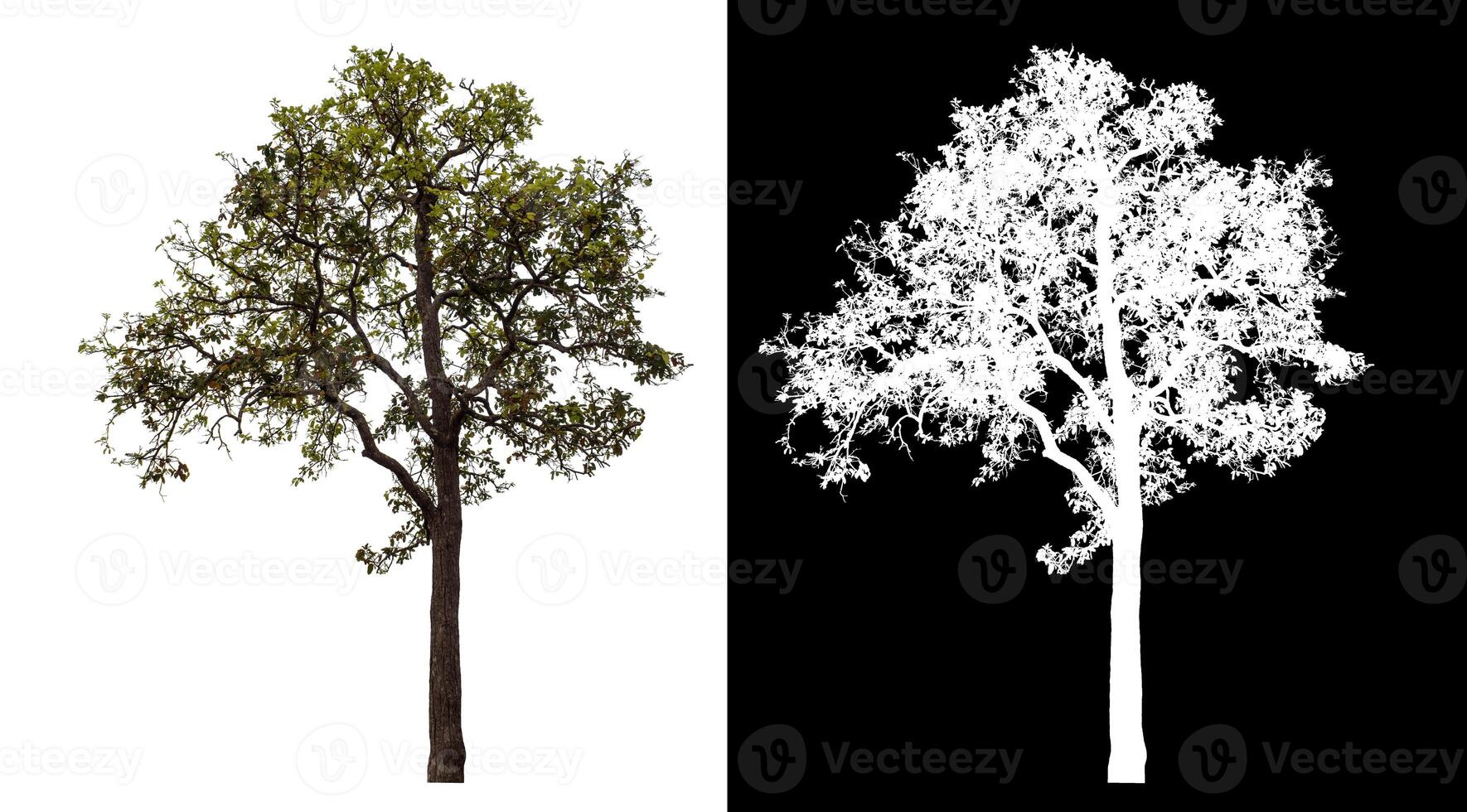 Single tree isolated on white background with clipping path and alpha channel on black background. photo