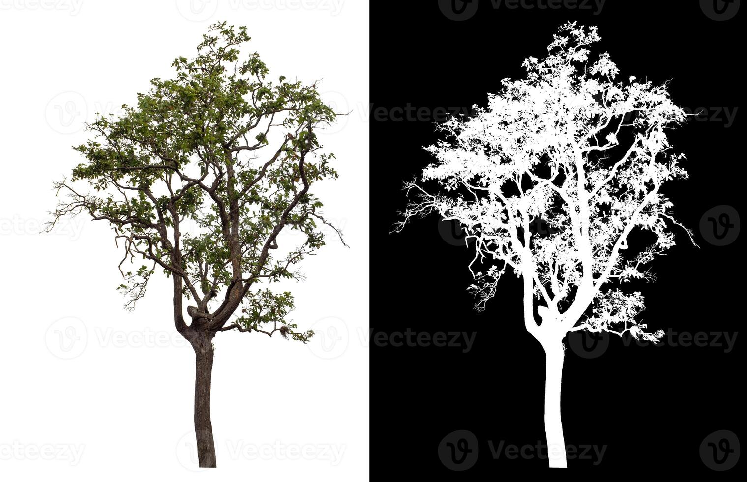 Single tree isolated on white background with clipping path and alpha channel on black background. photo