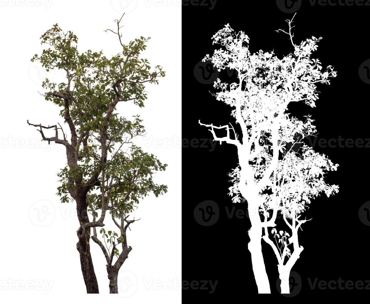 Single tree isolated on white background with clipping path and alpha channel on black background. photo