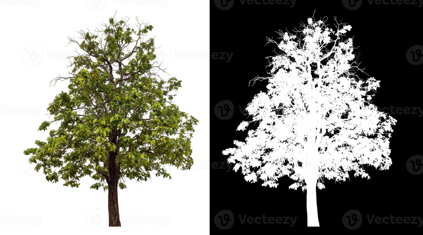 Single green tree isolated on white background with clipping path and alpha channel on black background. photo
