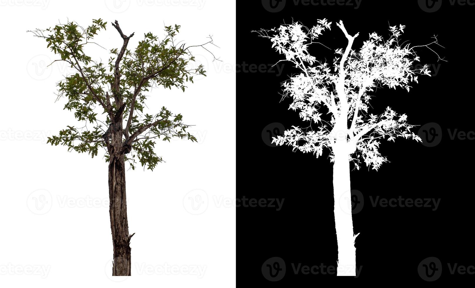 Single tree isolated on white background with clipping path and alpha channel on black background. photo