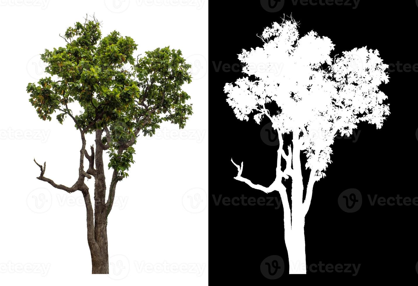 Single green tree isolated on white background with clipping path and alpha channel on black background. photo