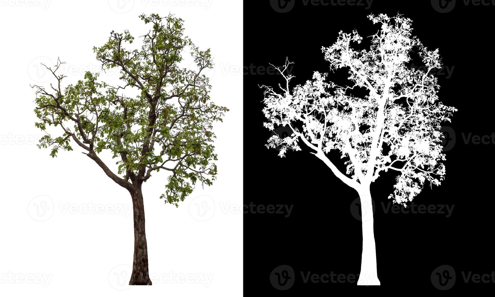 Single green tree isolated on white background with clipping path and alpha channel on black background. photo