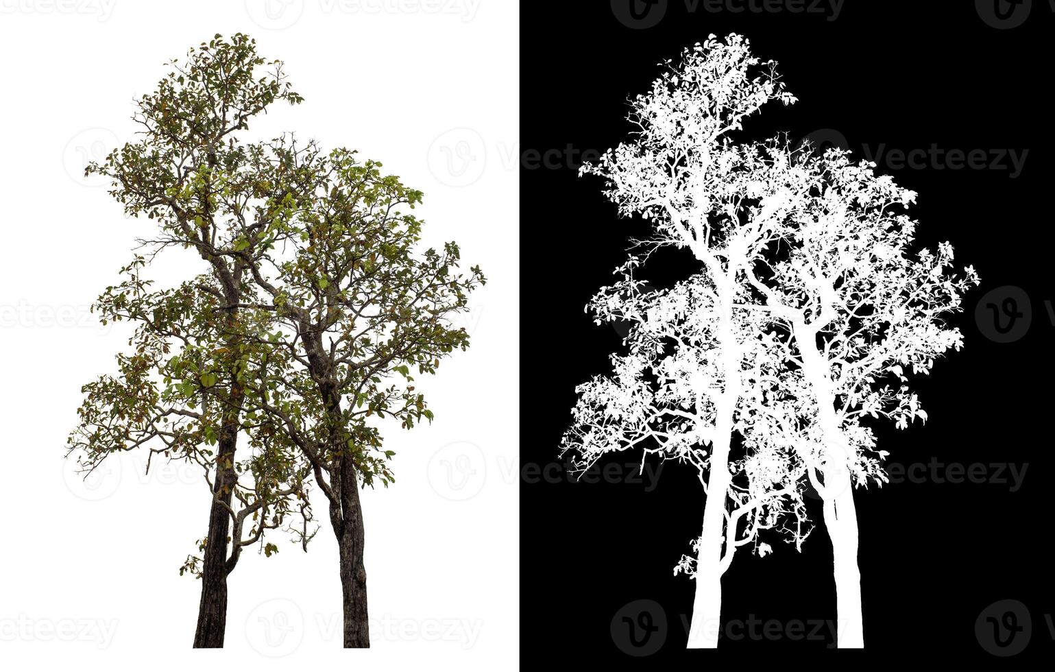 Single tree isolated on white background with clipping path and alpha channel on black background. photo