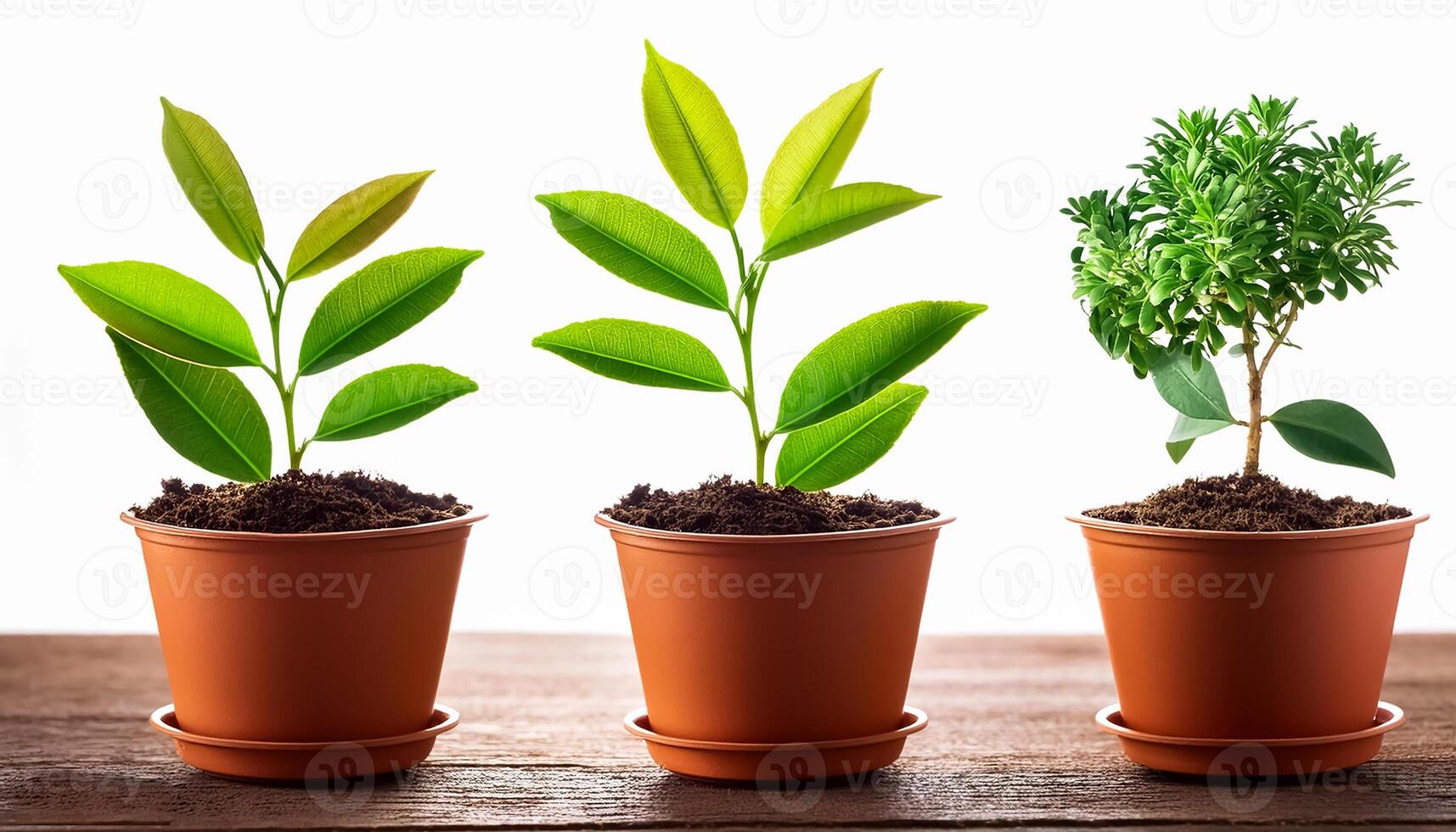 Small plant in pot isolated on white background by front view photo