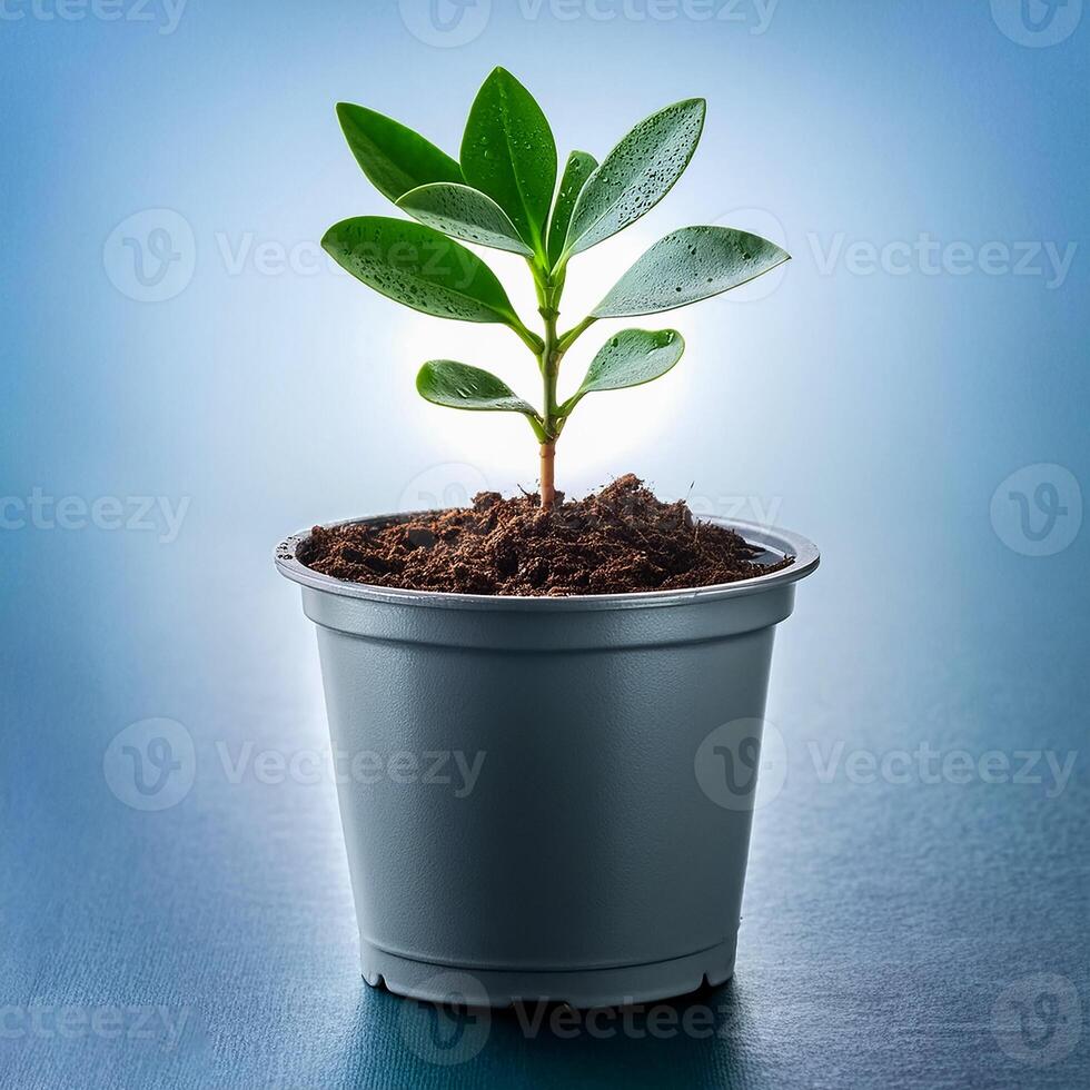 Small plant in pot isolated on white background by front view photo