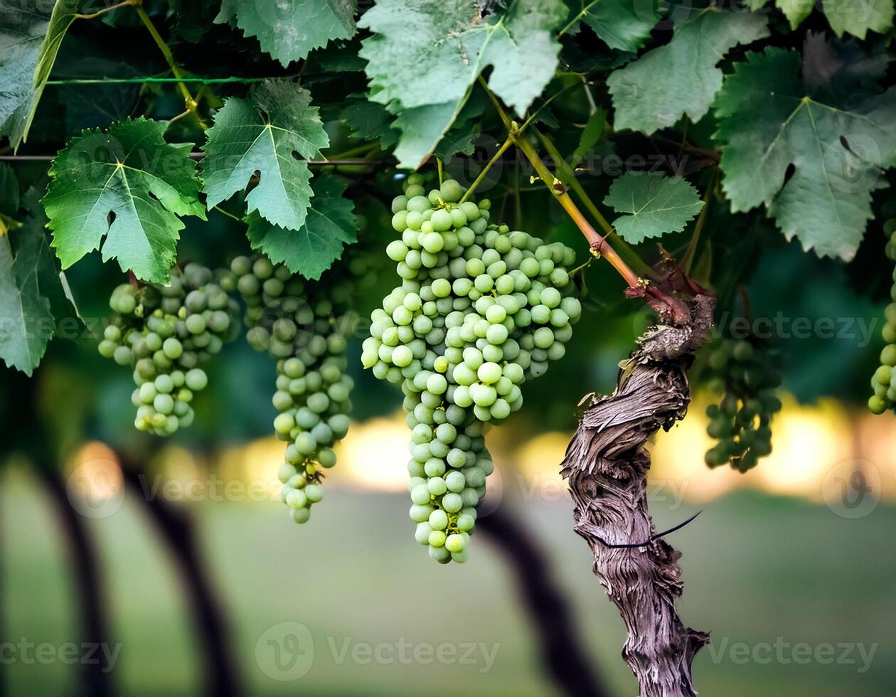 Close up of grapes hanging on branch. Hanging grapes. Grape farming. Grapes farm. photo