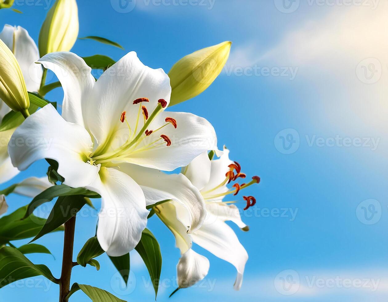 white lily flowers banner. White lily flower. view shows petals, stamens, leaves and buds on a twig on a clear, blue sky day. isolated on bright blue sky photo