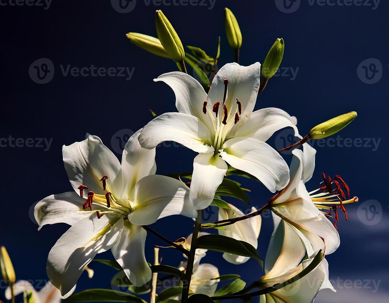 white lily flowers banner. White lily flower. view shows petals, stamens, leaves and buds on a twig on a clear, blue sky day. isolated on bright blue sky photo