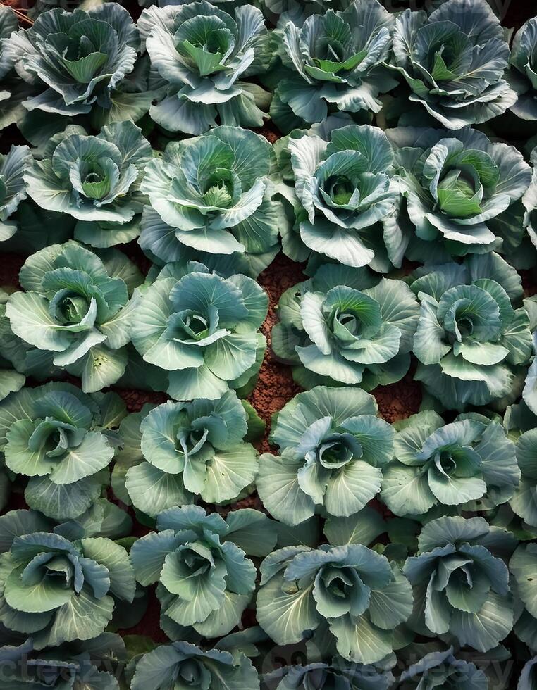 Rows of vibrant green cabbages thriving in the rich soil, showcasing nature's bounty. top of views. aerial views. flat lay photo