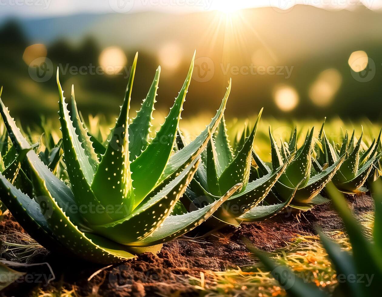 Photo of aloe vera plant with soft blur background in plantation