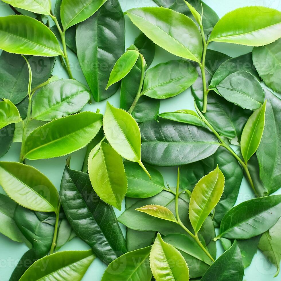 Full frame background fresh young tea leaves. fresh young tea leaves background, close up. Background texture and pattern fresh young tea leaves. flat lay. top of views photo