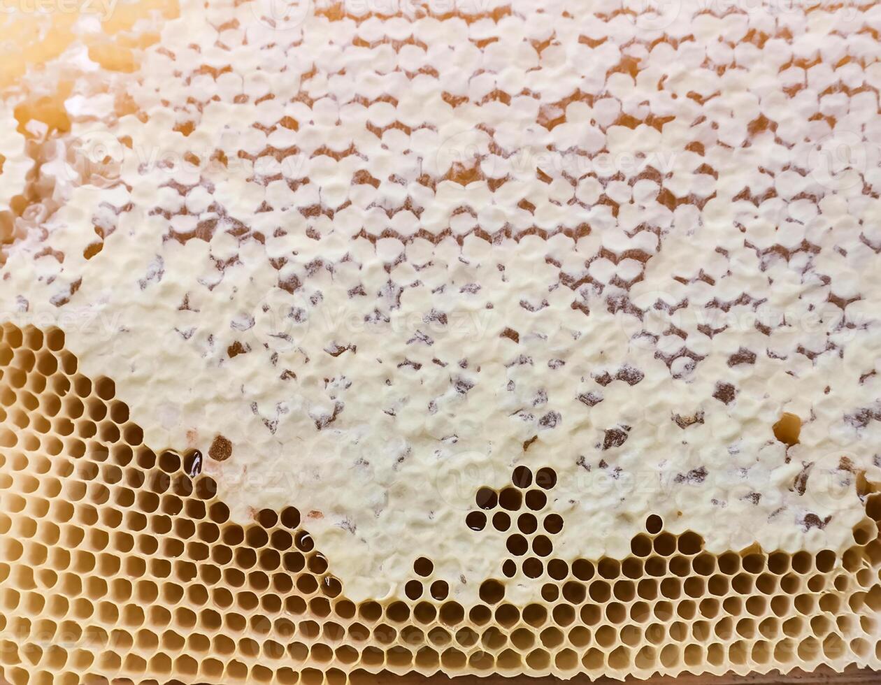Full frame background Sweet honey. Honeycombs with sweet golden honey on whole background, close up. Background texture and pattern of section of wax honeycomb. flat lay. top of views photo