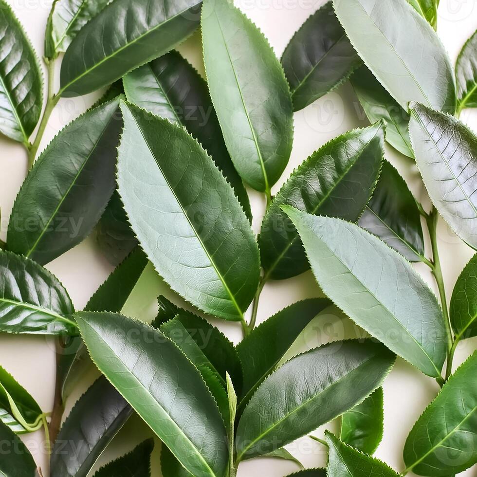 Full frame background fresh young tea leaves. fresh young tea leaves background, close up. Background texture and pattern fresh young tea leaves. flat lay. top of views photo