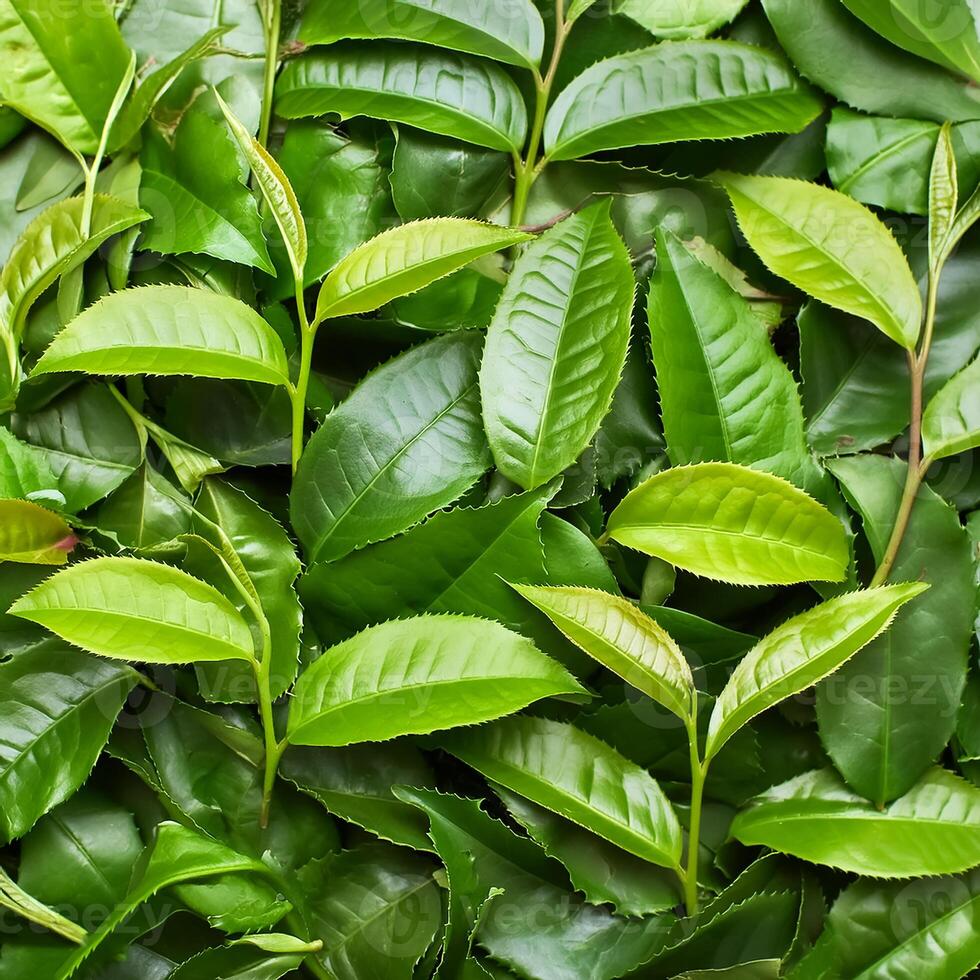 Full frame background fresh young tea leaves. fresh young tea leaves background, close up. Background texture and pattern fresh young tea leaves. flat lay. top of views photo