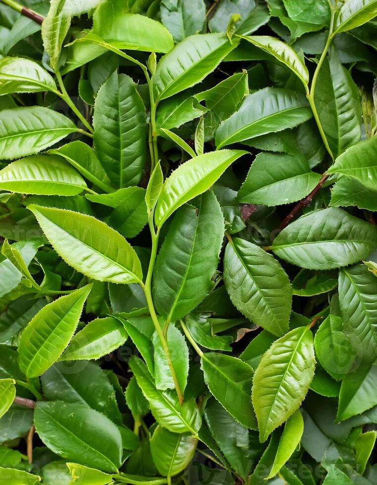 Full frame background fresh young tea leaves. fresh young tea leaves background, close up. Background texture and pattern fresh young tea leaves. flat lay. top of views photo