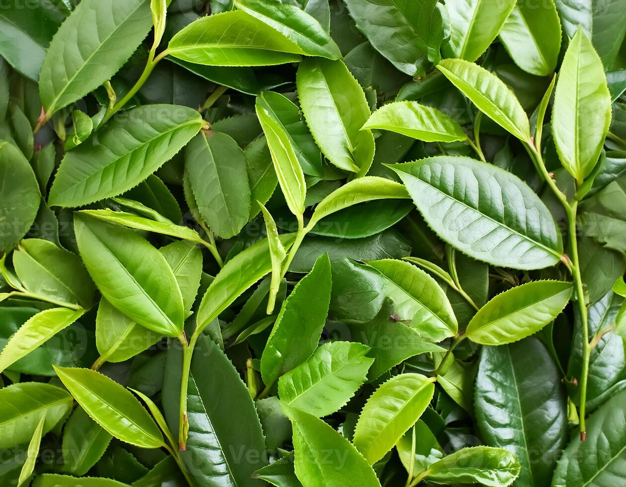Full frame background fresh young tea leaves. fresh young tea leaves background, close up. Background texture and pattern fresh young tea leaves. flat lay. top of views photo