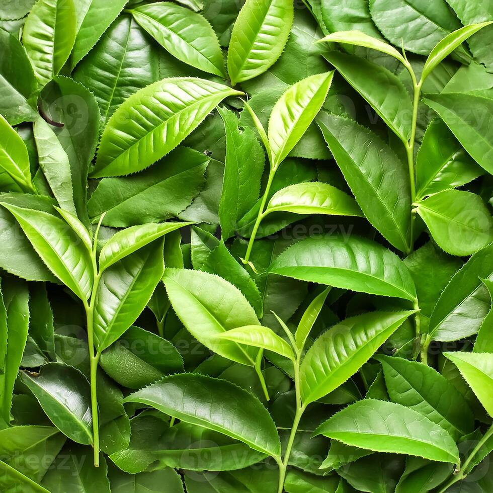 Full frame background fresh young tea leaves. fresh young tea leaves background, close up. Background texture and pattern fresh young tea leaves. flat lay. top of views photo