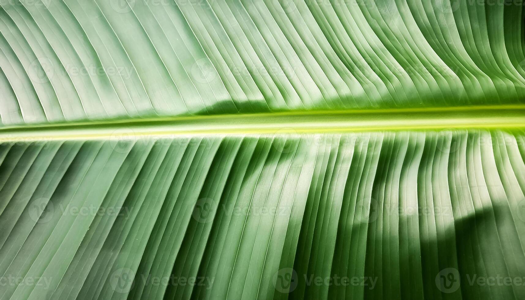 Green texture of tree leaf. Nature background. Nature leaves, green tropical forest, backgound concept photo