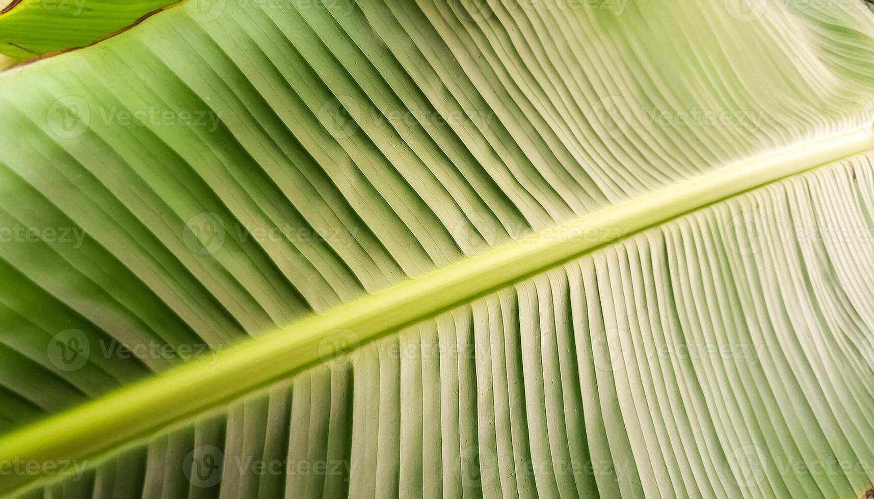 Green texture of tree leaf. Nature background. Nature leaves, green tropical forest, backgound concept photo