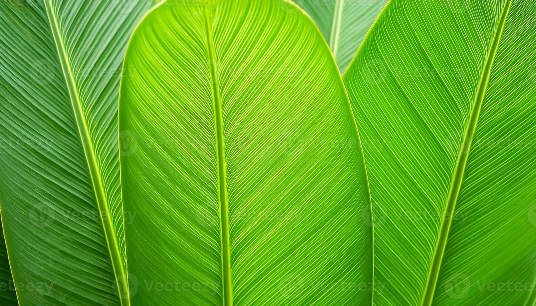 Green texture of tree leaf. Nature background. Nature leaves, green tropical forest, backgound concept photo