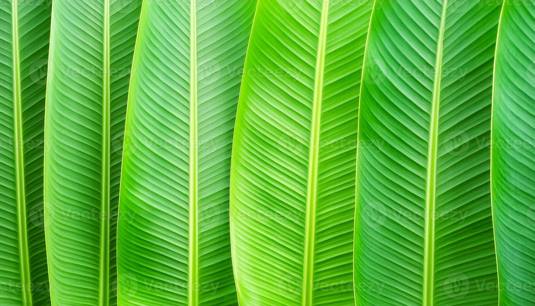Green texture of tree leaf. Nature background. Nature leaves, green tropical forest, backgound concept photo