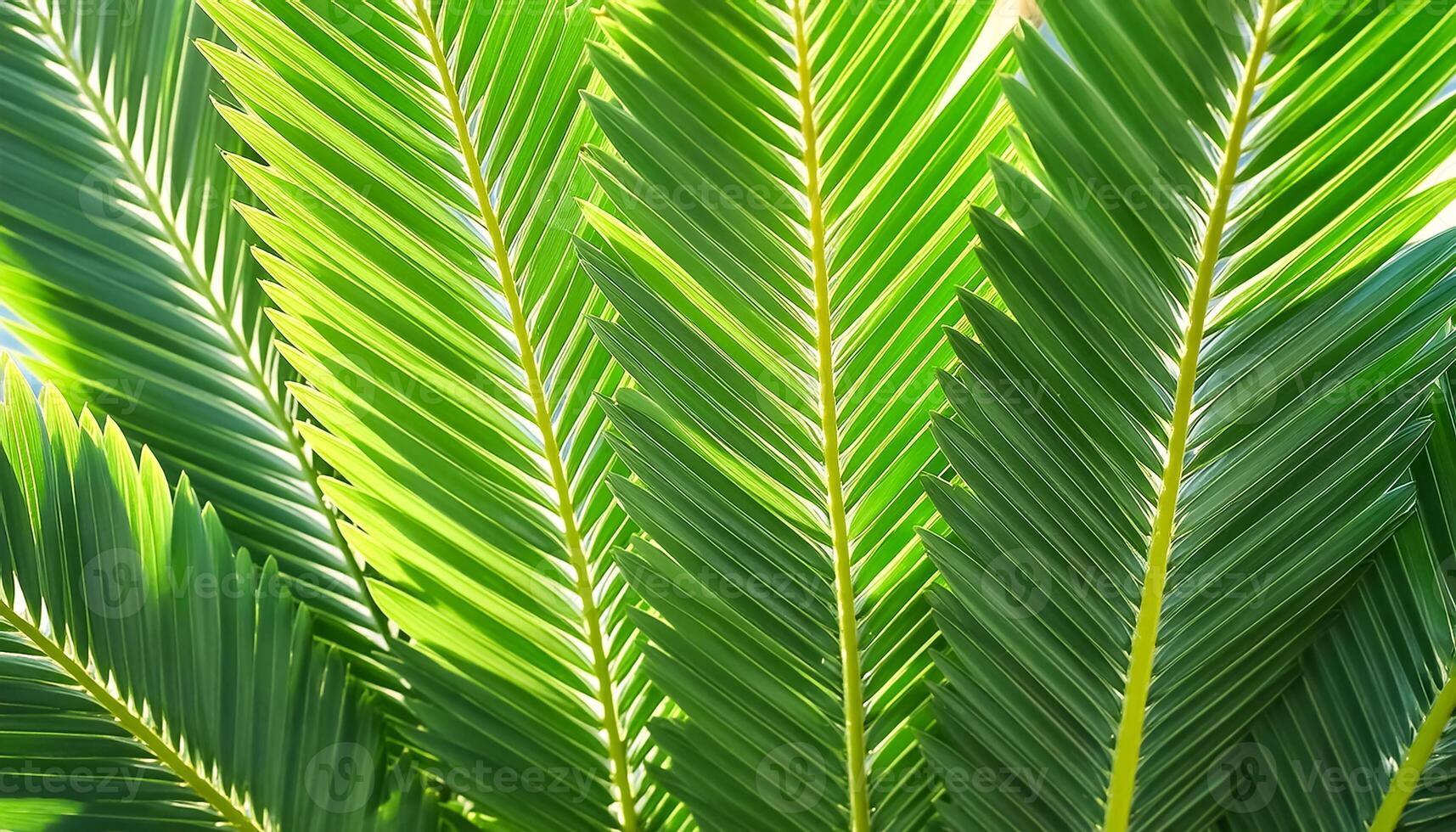 Green texture of tree leaf. Nature background. Nature leaves, green tropical forest, backgound concept photo