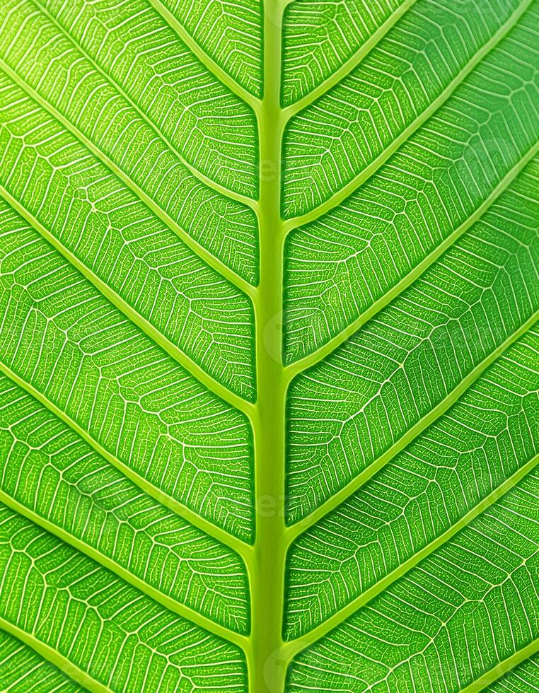 Green texture of tree leaf. Nature background. Nature leaves, green tropical forest, backgound concept photo