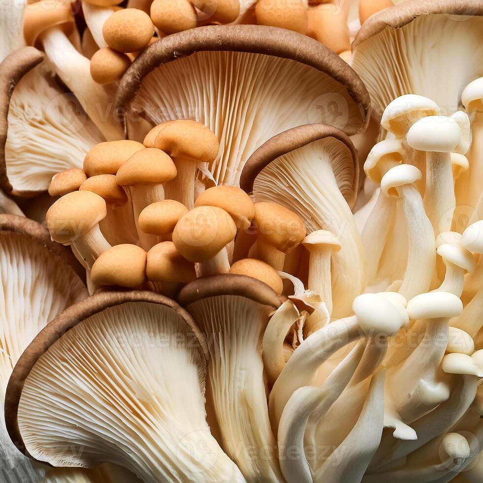 Fresh beech mushroom photo