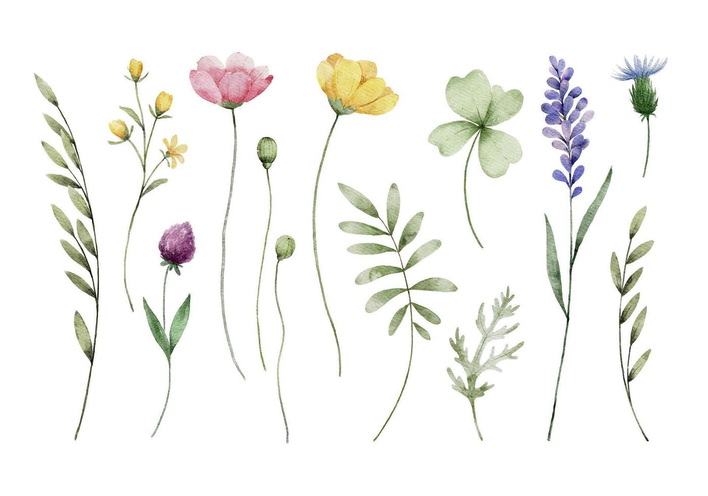 Watercolor Wild Flowers Elements vector