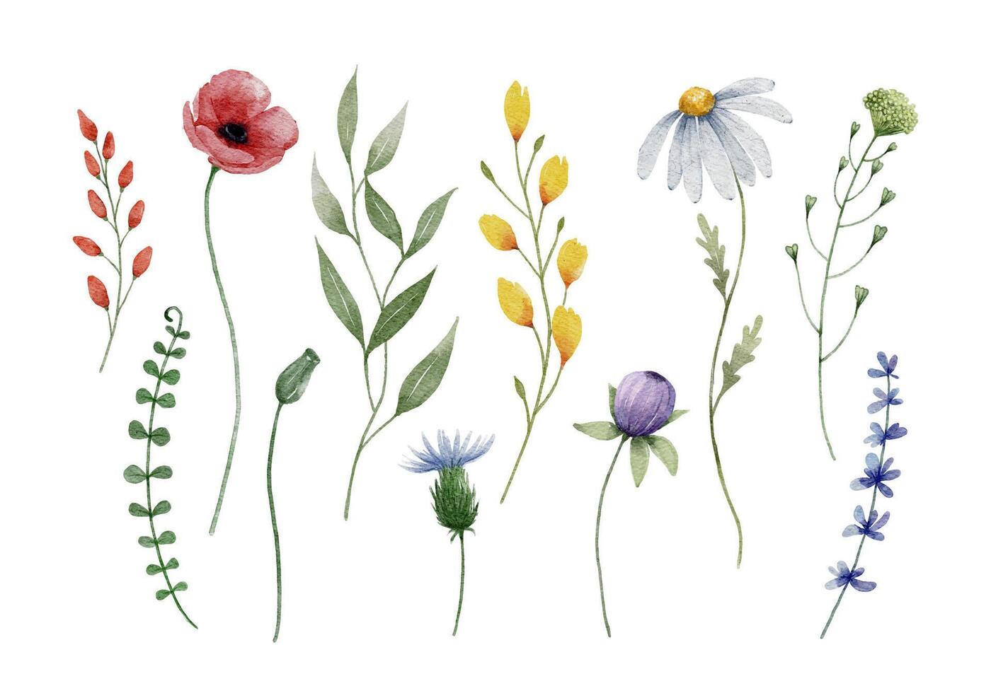 Set of Watercolor Wild Flower vector